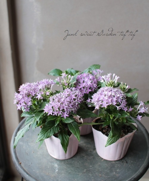 ペンタス 『ブルー』 | すべての商品 | | Junk sweet Garden tef*tef*