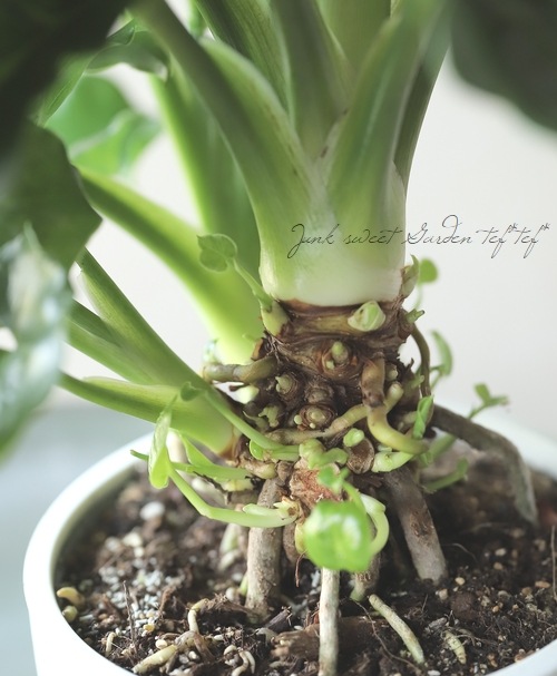 �ڴ��տ�ʪ�� �ե����ǥ�ɥ��󡦥������� �إ����ѡ����ȥ�� ����������ѥ����ʼ