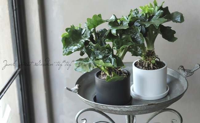 観葉植物】 フィロデンドロン・セローム 『スーパーアトム』 希少