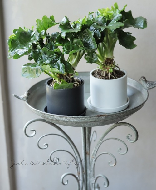 �ڴ��տ�ʪ�� �ե����ǥ�ɥ��󡦥������� �إ����ѡ����ȥ�� ����������ѥ����ʼ