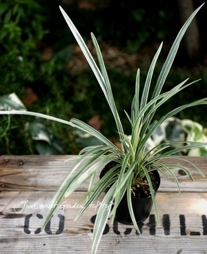 �������֥�� ��ꥪ�� �إ���С��ɥ饴���