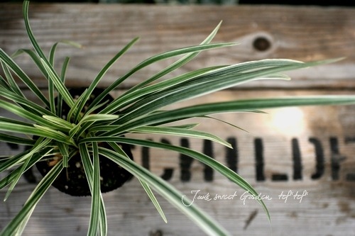 �������֥�� ��ꥪ�� �إ���С��ɥ饴���