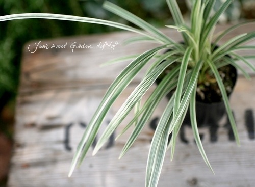 �������֥�� ��ꥪ�� �إ���С��ɥ饴���