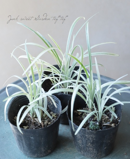 斑入りヤブラン リリオペ シルバードラゴン すべての商品 Junk Sweet Garden Tef Tef