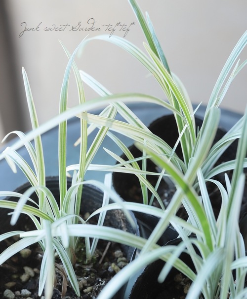 �������֥�� ��ꥪ�� �إ���С��ɥ饴���