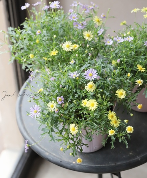 �ɺ��֥饭���ࡡ�إޥ��֥ǥ��饤�ȡߥߥ˥��������� 2������