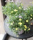 �ɺ��֥饭���ࡡ�إޥ��֥ǥ��饤�ȡߥߥ˥��������� 2������