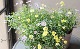�ɺ��֥饭���ࡡ�إޥ��֥ǥ��饤�ȡߥߥ˥��������� 2������