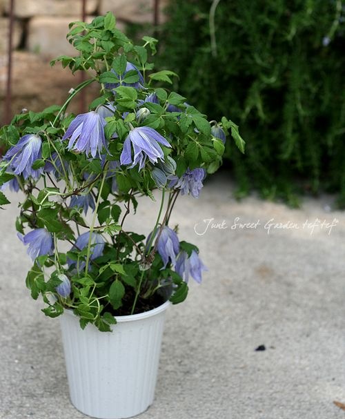 クレマチス・アトラゲネ系 『マクロペタラ』 | すべての商品 | | Junk