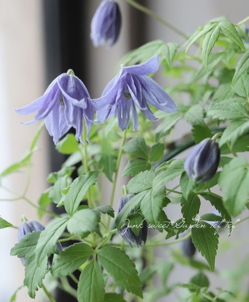 クレマチス・アトラゲネ系 『マクロペタラ』 | すべての商品 | | Junk