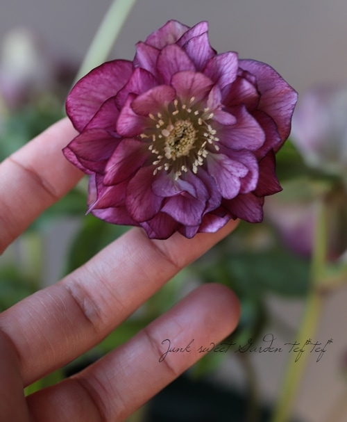 クリスマスローズ 八重咲きクリスマスローズ『ダブルローズピンク』 特大株 | すべての