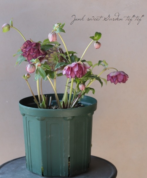 八重咲きクリスマスローズ『ダブルローズピンク』 特大株 | すべての