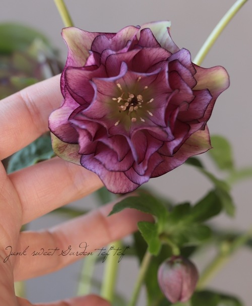 八重咲きクリスマスローズ『ダブルローズピンク』 特大株 | すべての