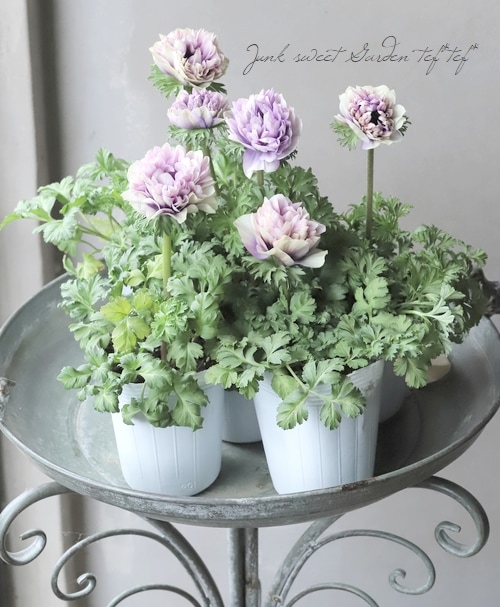 神花園さんオリジナル】 八重咲きアネモネ 『シフォンダブル』 【F