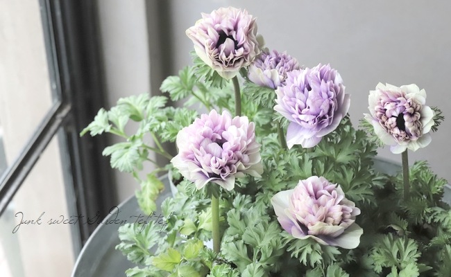 神花園さんオリジナル】 八重咲きアネモネ 『シフォンダブル』 【F