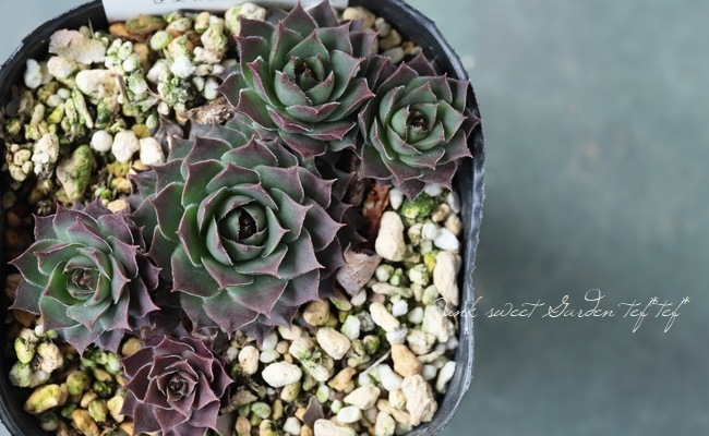 84%OFF!】 愛加那 様専用 多肉植物 センペルビウム SPRING BEAUTY