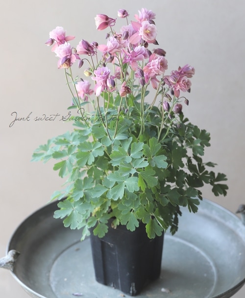 ��LUXURY SELECTION��tef*tef*���ꥸ�ʥ롪Ȭ�ź餭�����ޥ����إ��饷���륻�ԥ��� 2ǯʪ��� ���Ѥ��餭�� �ڰ���ʪF��