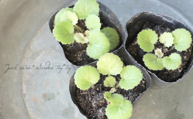 斑入りユキノシタ 『七変化』 | 花苗 | | Junk sweet Garden tef