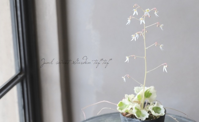 斑入りユキノシタ 『七変化』 | 花苗 | | Junk sweet Garden tef