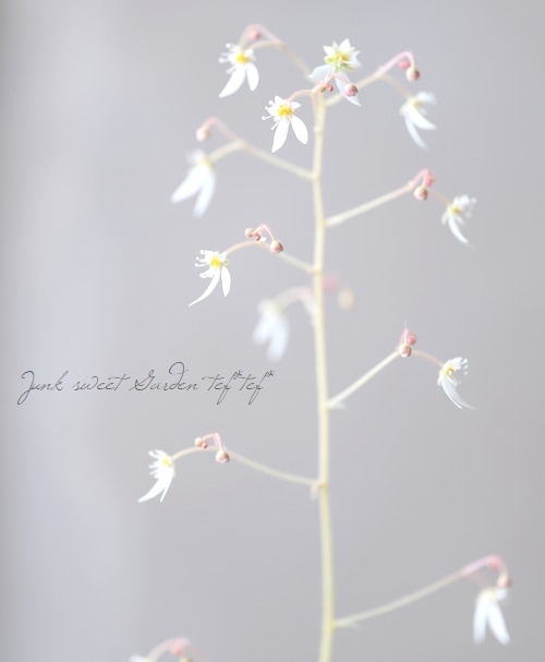 斑入りユキノシタ 『七変化』 | 花苗 | | Junk sweet Garden tef