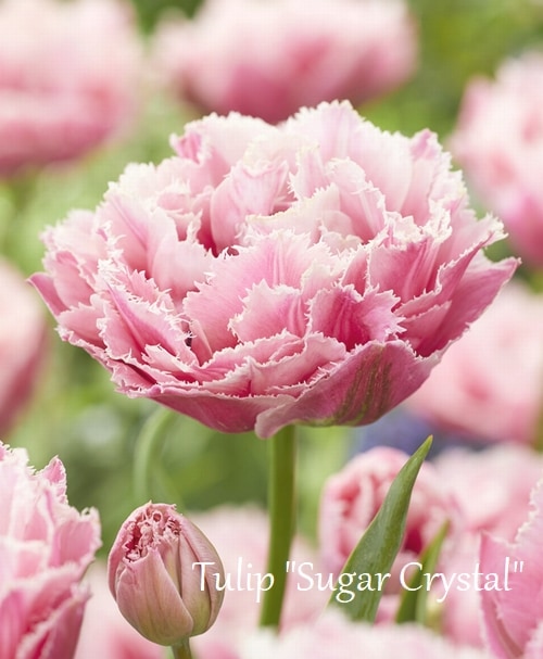 チューリップ 球根】 八重咲きチューリップ 『シュガークリスタル』 | すべての商品