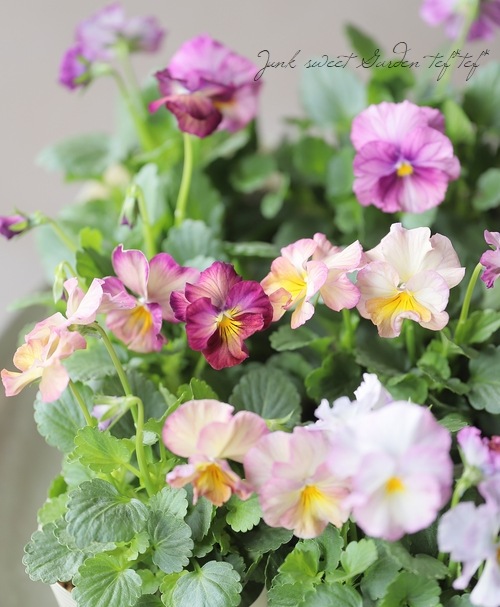 ���ӥ��顦���ޡ��֥� �إԥ󥯥١���١�