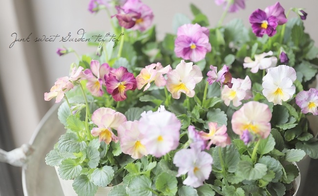 ���ӥ��顦���ޡ��֥� �إԥ󥯥١���١�