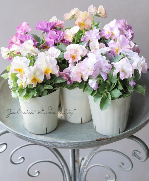 ���ӥ��顦���ޡ��֥� �إԥ󥯥١���١�