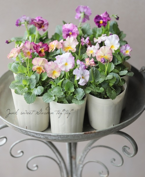 ���ӥ��顦���ޡ��֥� �إԥ󥯥١���١�