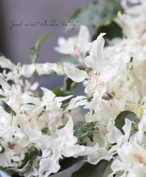 アルテルナンセラ エンジェルレース すべての商品 Junk Sweet Garden Tef Tef