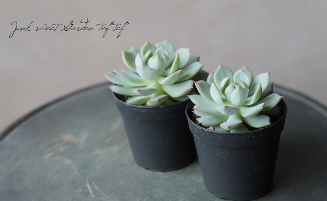 お纏め多肉植物　❁︎プリズム錦　発根済 お纏め多肉植物 ❁︎プリズム錦 発根済