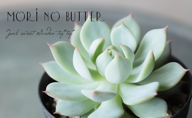 多肉植物】 『プリズム』 エケベリア属☆ | すべての商品 | | Junk