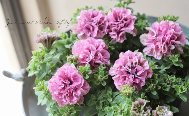 高澤さんオリジナル】八重咲きペチュニア 『ピンクベイン』 | すべての