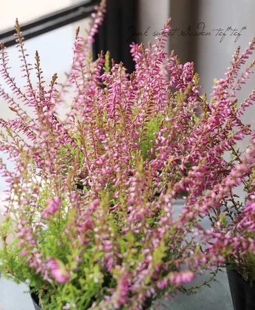 ���롼�ʡ������ǥ󥬡��륺����No.S��