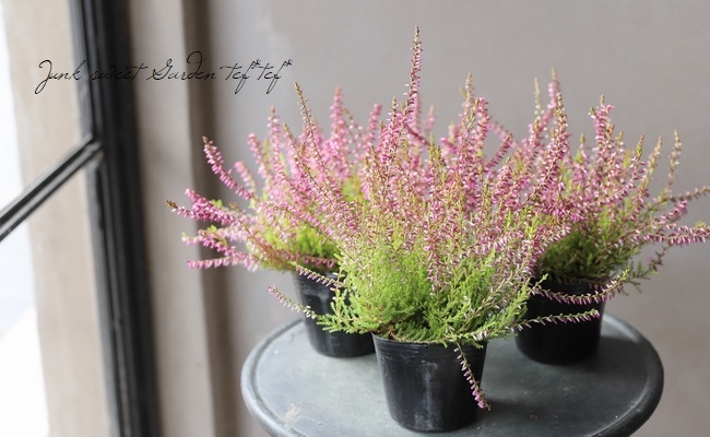 ���롼�ʡ������ǥ󥬡��륺����No.S��