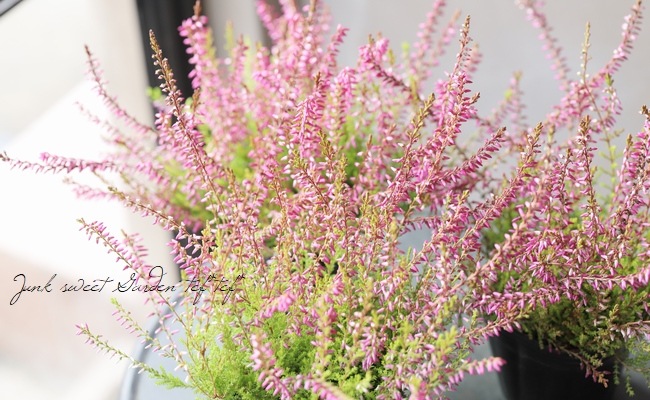 ���롼�ʡ������ǥ󥬡��륺����No.S��