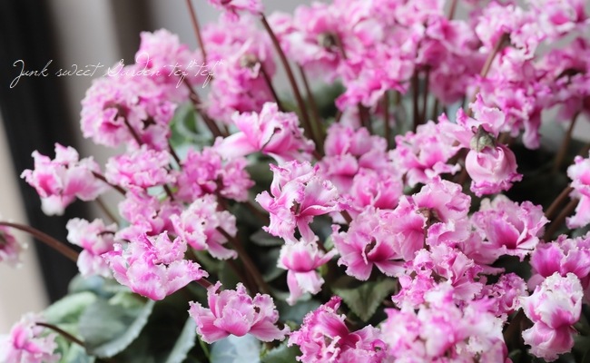 ゆりこ様♡専用 クレイフラワー 八重桜 八重咲きシクラメン フェアリーピコ 『プチダブルフリンジ』 No.B