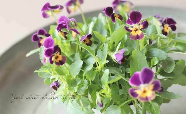 ○ビオラ・ビオレッタ 『ナイト＆デイ』 | すべての商品 | | Junk