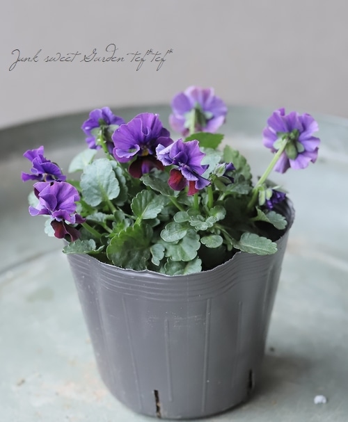 ▽【LUXURY SELECTION】tef*tef*試作・親株選抜ビオラ 【D】 | すべて