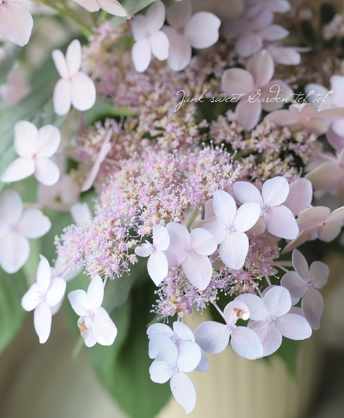 山紫陽花 『ティアラ』 | すべての商品 | | Junk sweet Garden tef*tef*