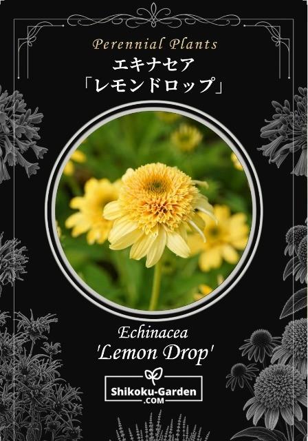 Ȭ�ź餭�����ʥ����إ���ɥ��åס�