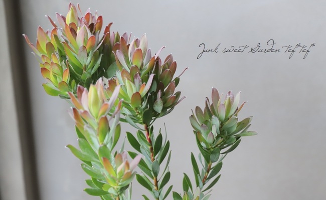 【SALE】リューカデンドロン⋆︎*シックなハーフリース♪ミモザ蕾⑅︎ リューカデンドロン 『シックスティーンキャンドル