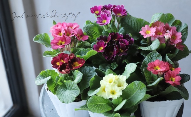 プリムラ ジュリアン モネ Bタイプ すべての商品 Junk Sweet Garden Tef Tef