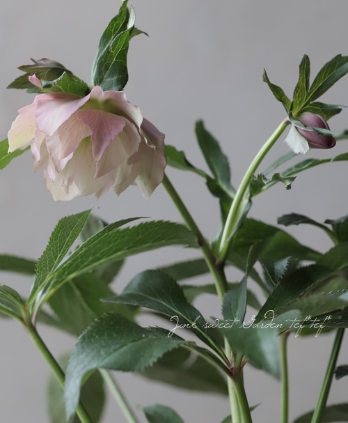 専用　ポット発送　1025 【❤️極上❤️チビチビ❤️蜃気楼】クリスマスローズ アサイーボウルで大人気のTHE_B》から、華やぐホリデーに心まで灯す