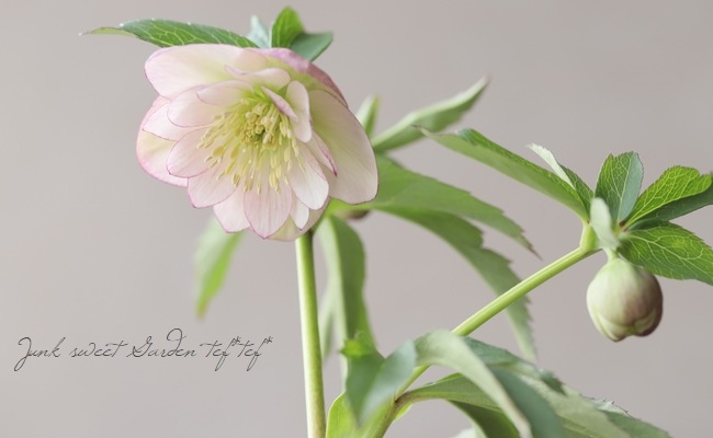 7号 花、ガーデニング クリスマスローズ開花株 SD系リバーシブルピンク