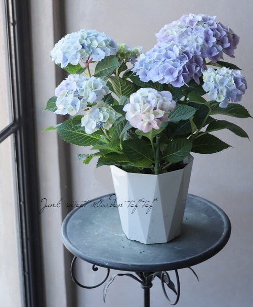 ���۲֡��إޡ��֥륽������ �֥롼 ����