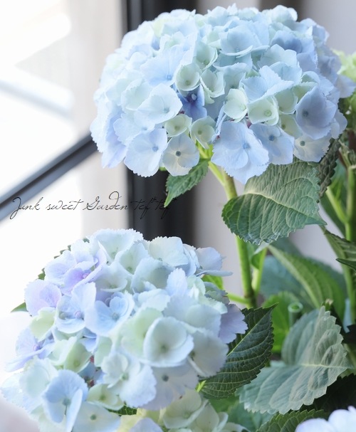 ���۲֡��إޡ��֥륽������ �֥롼 ����