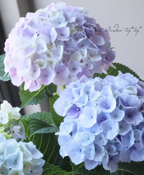 ���۲֡��إޡ��֥륽������ �֥롼 ����