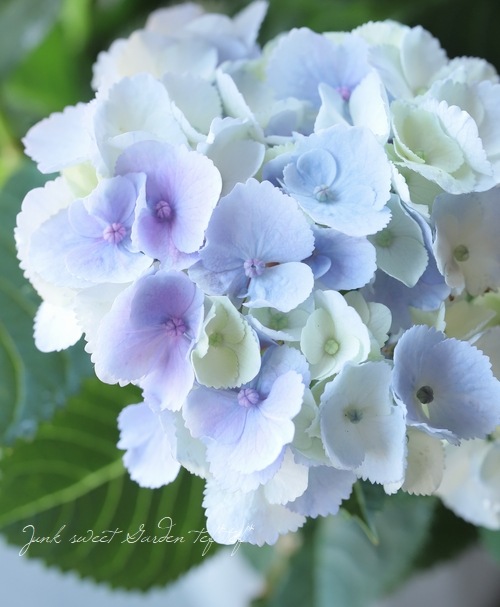 ���۲֡��إޡ��֥륽������ �֥롼 ����