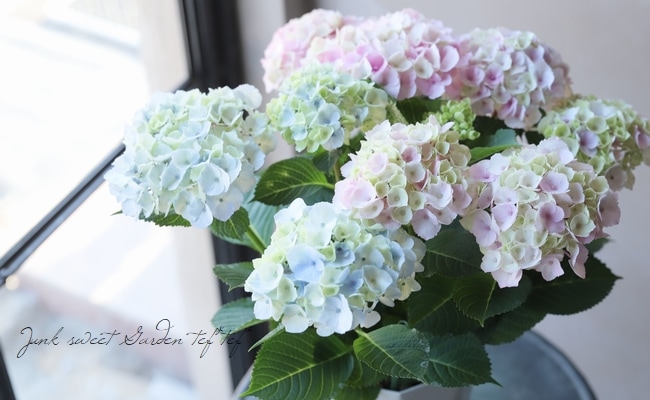 ���۲֡��إޡ��֥륽������ �֥롼 ����